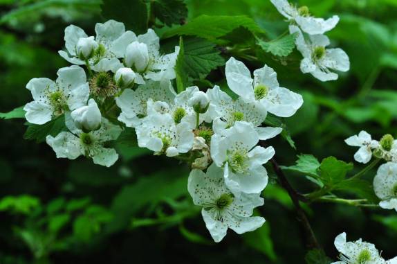 Muitas flores na primavera do Shennandoah National Park, na Virginia, Estados Unidos, região dos Apalaches